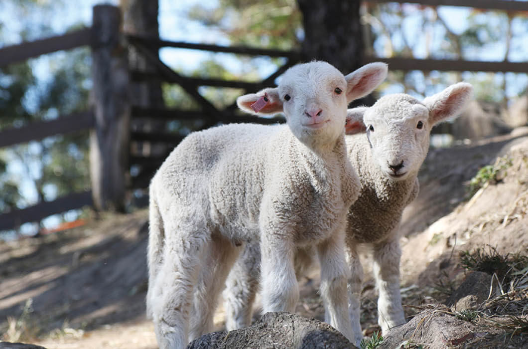 Baby sheep in paddock
